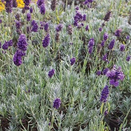 Lavender Dwarf Munstead - West Coast Seeds