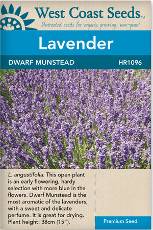 Lavender Dwarf Munstead - West Coast Seeds
