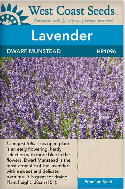 Lavender Dwarf Munstead - West Coast Seeds
