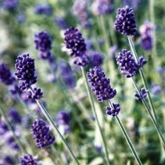Lavender Vincenza Blue - Ontario Seed Company