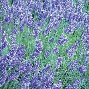 burpee seeds lavender Lavender English