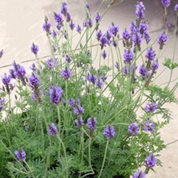 Lavender Fernleaf - Renee's Garden Seeds