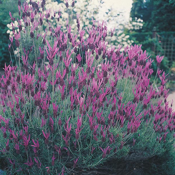 Lavender French