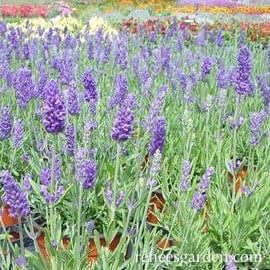 Lavender French Perfume - Renee's Garden