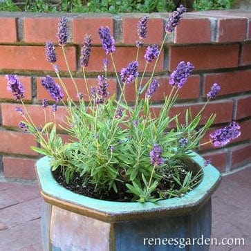 Lavender French Perfume - Renee's Garden