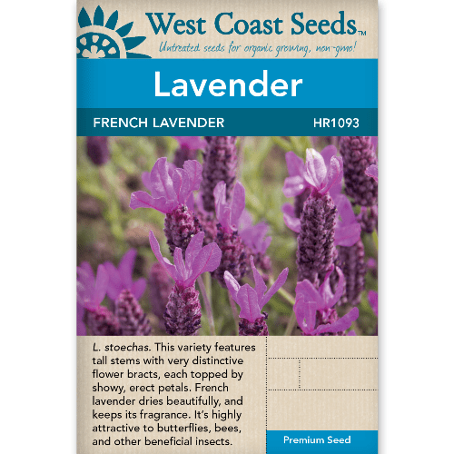 Lavender French - West Coast Seeds