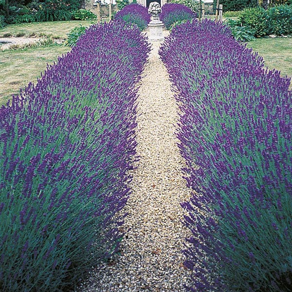 Lavender Hidcote Blue Strain - Mr. Fothergill's Seeds