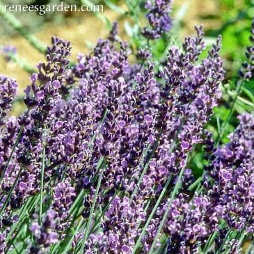 Lavender Hidcote Seeds - Renee's Garden
