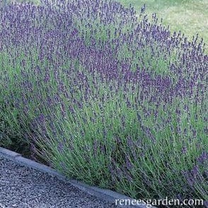 Lavender Hidcote Seeds - Renee's Garden