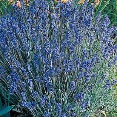Lavender Lady - Burpee Seeds
