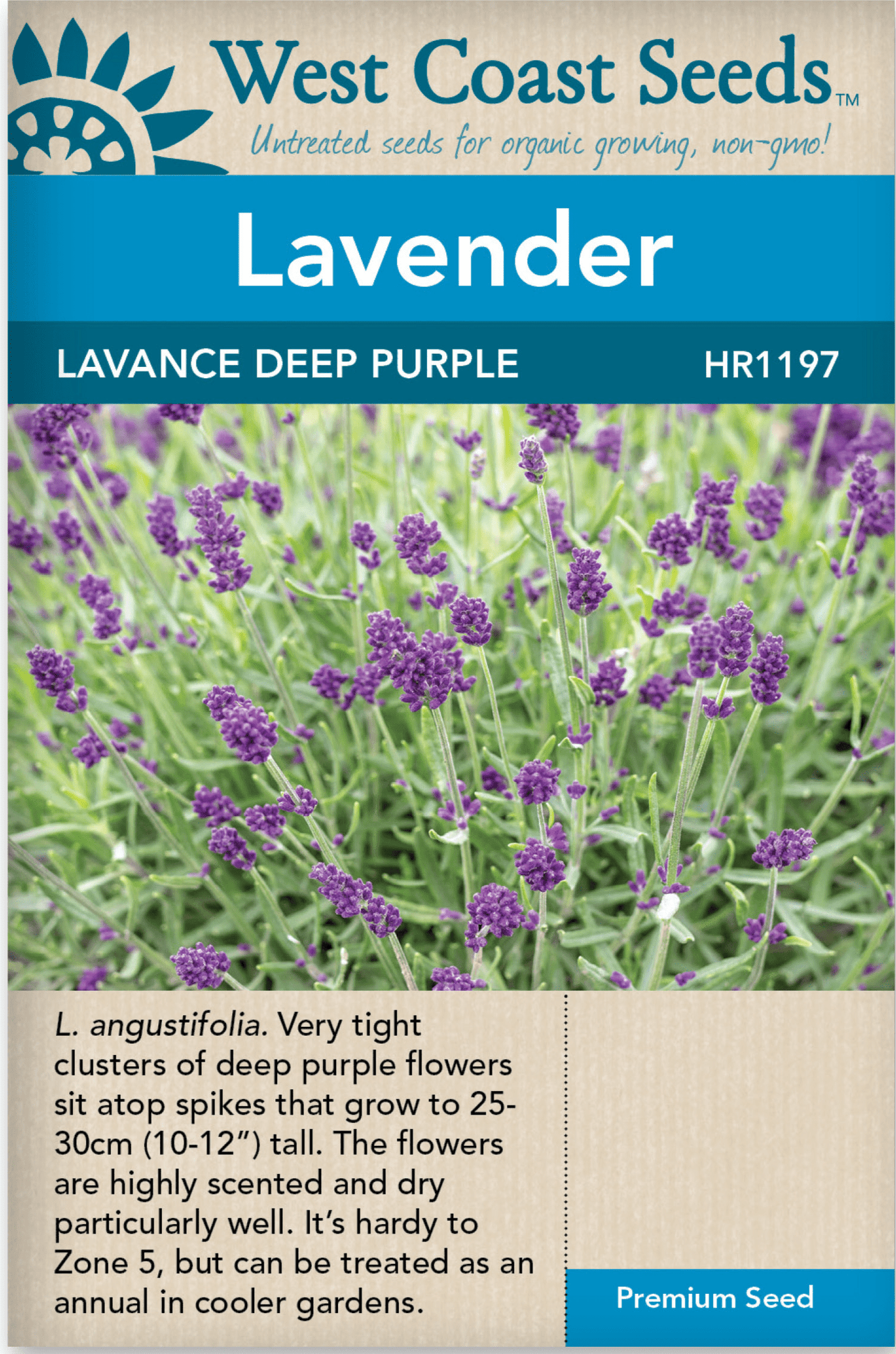 Lavender Lavance Deep Purple - West Coast Seeds