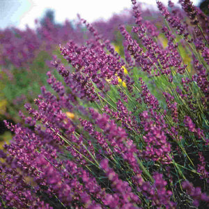 Lavender - McKenzie Seeds 