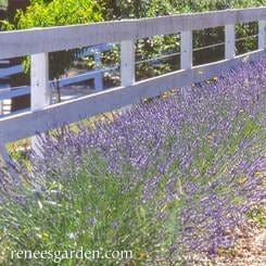 Heirloom Herbs Munstead English Lavender