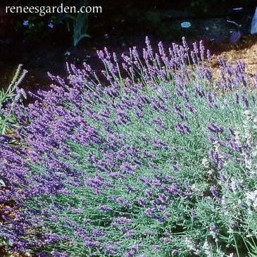 Heirloom Herbs Munstead English Lavender