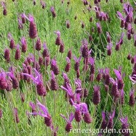 Spanish Lavender Purple Ribbons