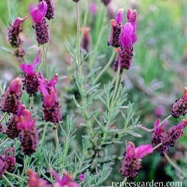 Spanish Lavender Purple Ribbons