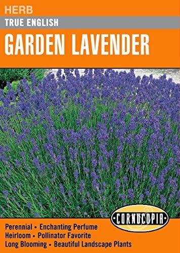 Lavender True English - Cornucopia Seeds