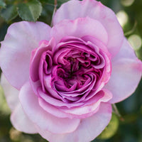 Veranda® Lavender™ - Kordes® Roses