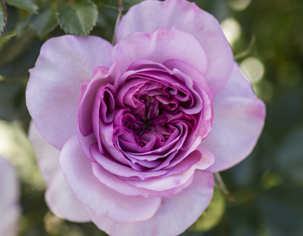 Lavender Veranda - Star Roses and Plants