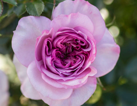 Lavender Veranda - Star Roses and Plants