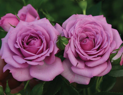 Lavender Veranda - Star Roses and Plants
