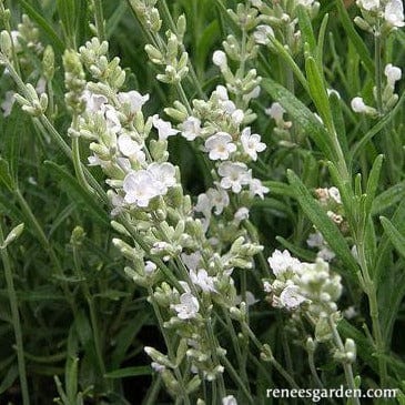 Lavender White Ice - Renee's Garden Seeds