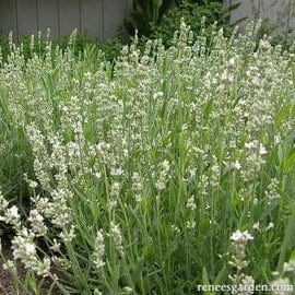 Lavender White Ice - Renee's Garden Seeds