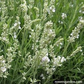 Lavender White Ice - Renee's Garden Seeds