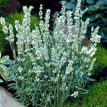 Lavender White Ice - Renee's Garden Seeds
