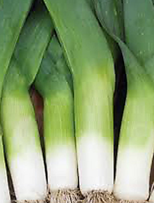 Leek Durabel - Saanich Organics Seeds