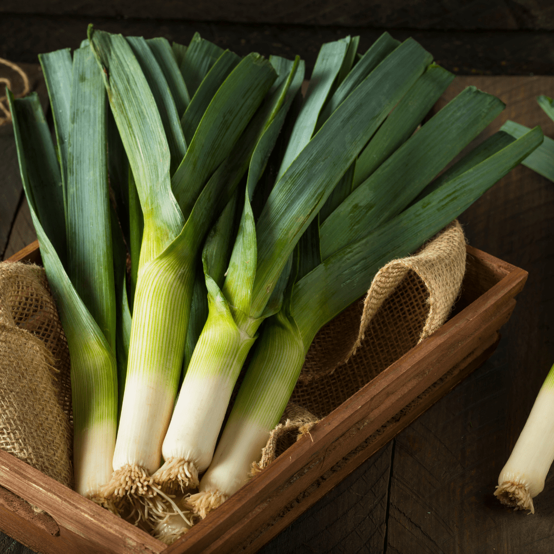 Leek Lancia - Salt Spring Seeds