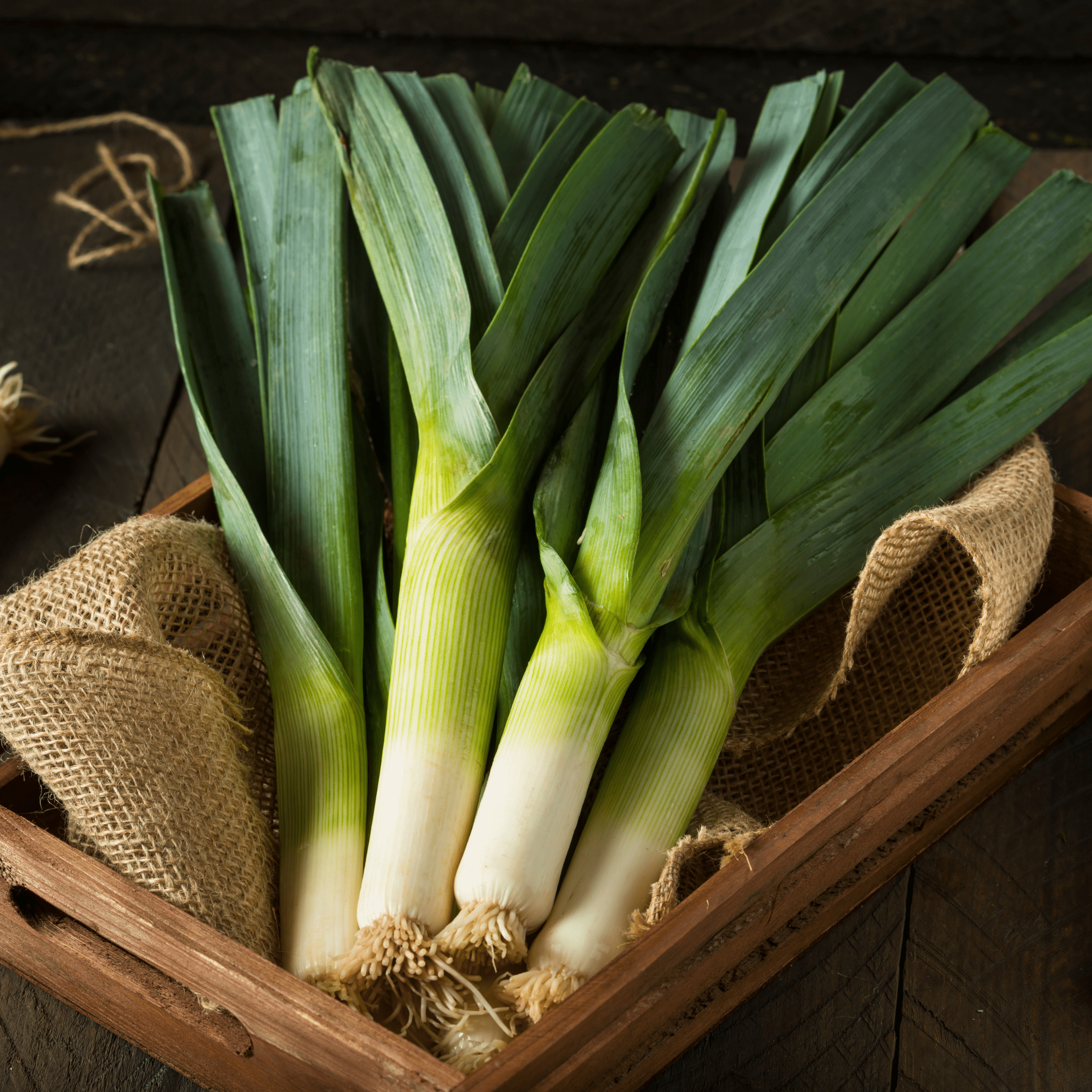 Leek Linnaea - Salt Spring Seeds