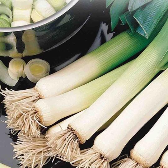 Leek Monstrous Carentan - McKenzie Seeds