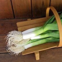 Leeks Striesen - Renee's Garden Seeds