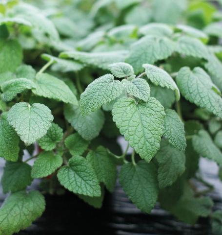 Lemon Balm Mandarina Orange - West Coast Seeds Ltd