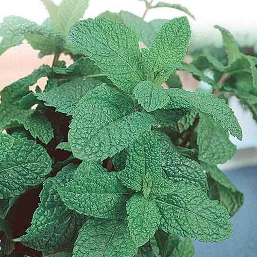 Lemon Balm - McKenzie Seeds