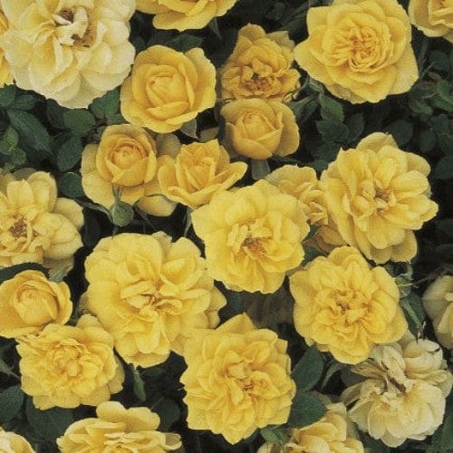 Lemon Drop - Weeks Rose