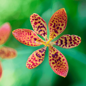 Leopard Lily - Salt Spring Seeds