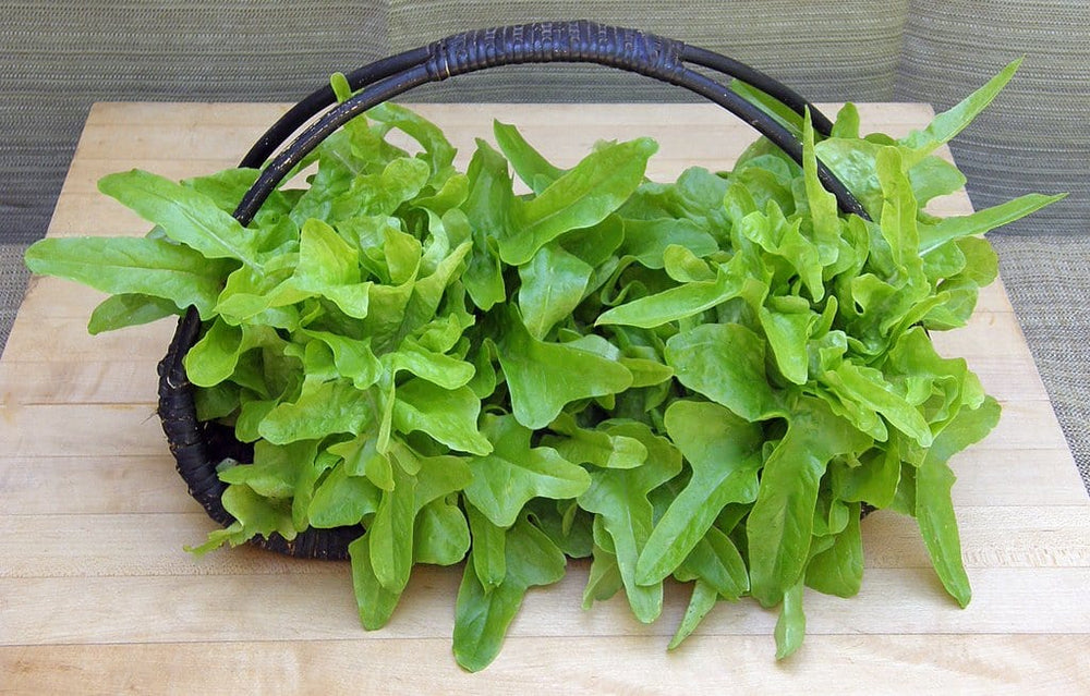 Lettuce Baby Oakleaf - Renee's Garden