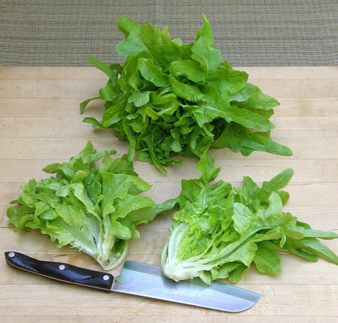 Lettuce Baby Oakleaf - Renee's Garden