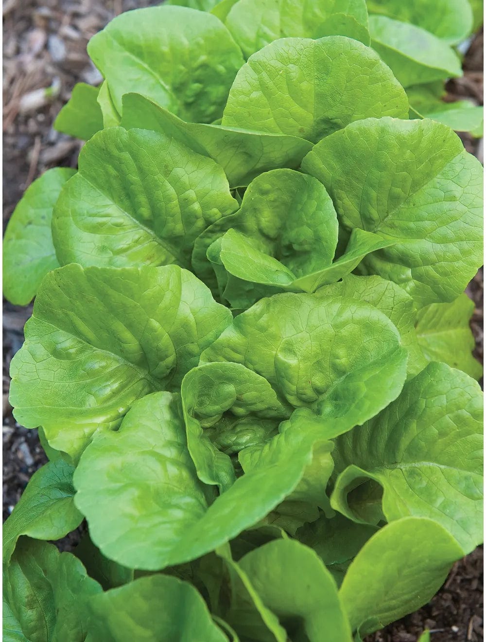 Lettuce Bibb - Burpee Seeds