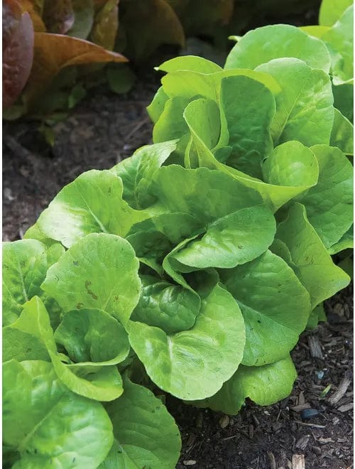 Lettuce Bibb - Burpee Seeds