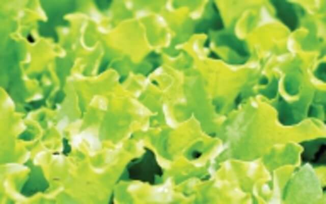 Lettuce Black Seeded Simpson - Aimer's Organic Seeds