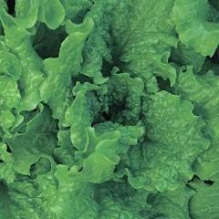 Lettuce Black Seeded Simpson - Burpee Seeds