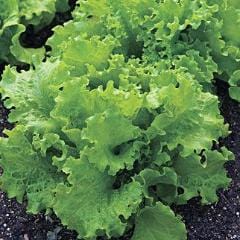 Lettuce Black Seeded Simpson - Burpee Seeds