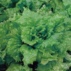 Lettuce Black Seeded Simpson - Burpee Seeds