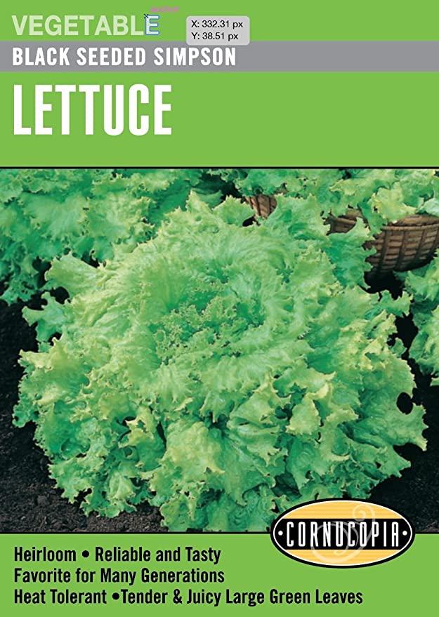 Lettuce Black Seeded Simpson - Cornucopia Seeds