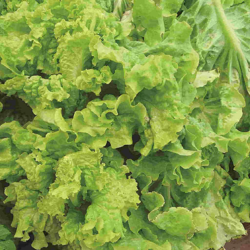 Lettuce Black Seeded Simpson, Sow Easy - McKenzie Seeds