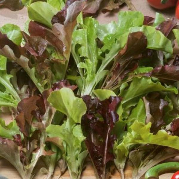 Lettuce Loose Leaf Blend - Good Earth Farms 