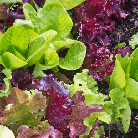 Lettuce Blend - Salt Spring Seeds